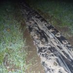 里芋　ショウガ　植える　230630